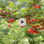 L'Eleagnus umbellata Chalef : Un arbuste aux multiples atouts