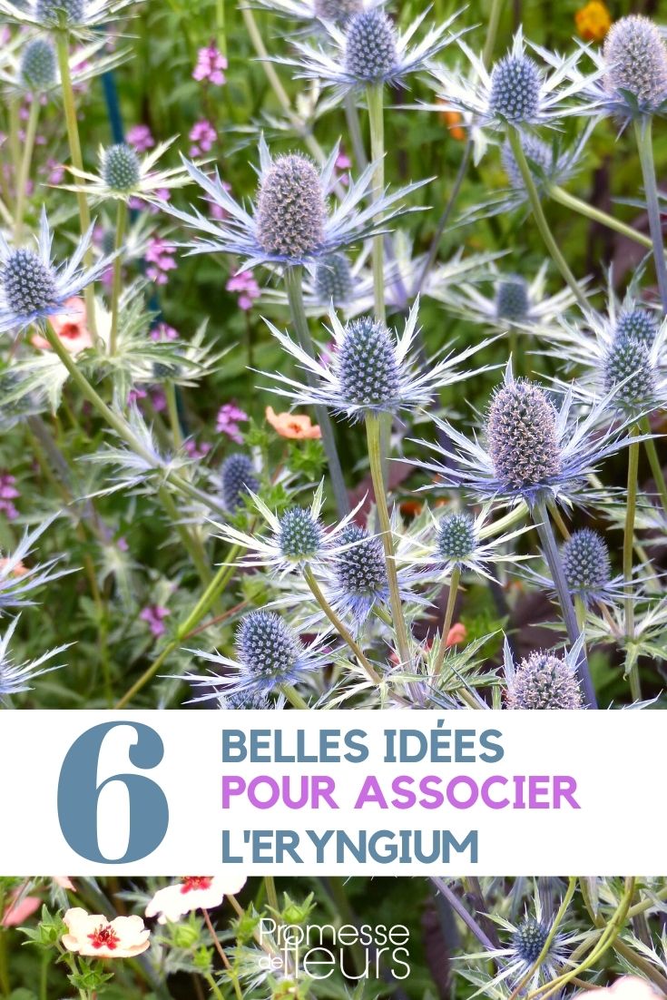 Idées d'association : Eryngium