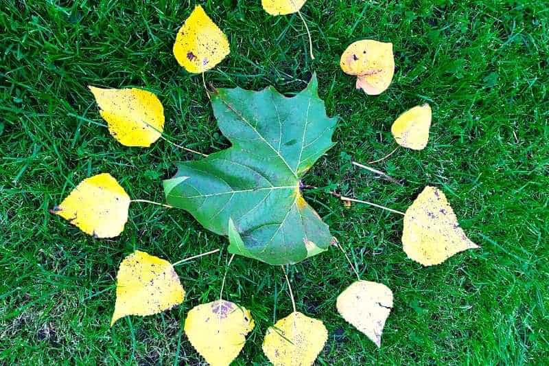 faire un mandala de feuilles land art