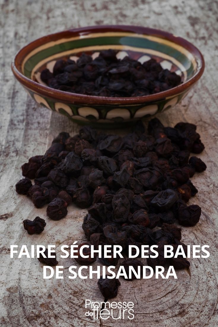 faire sécher baies de schisandra