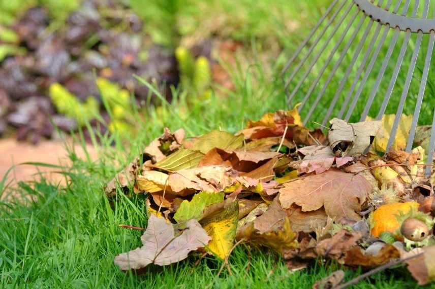 Ramassage de Feuilles Mortes par nos Jardiniers Paysagistes