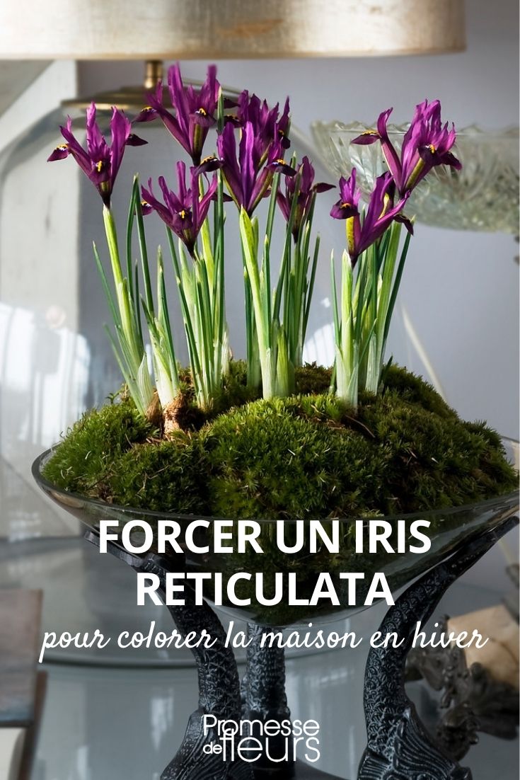 forcer iris reticulata