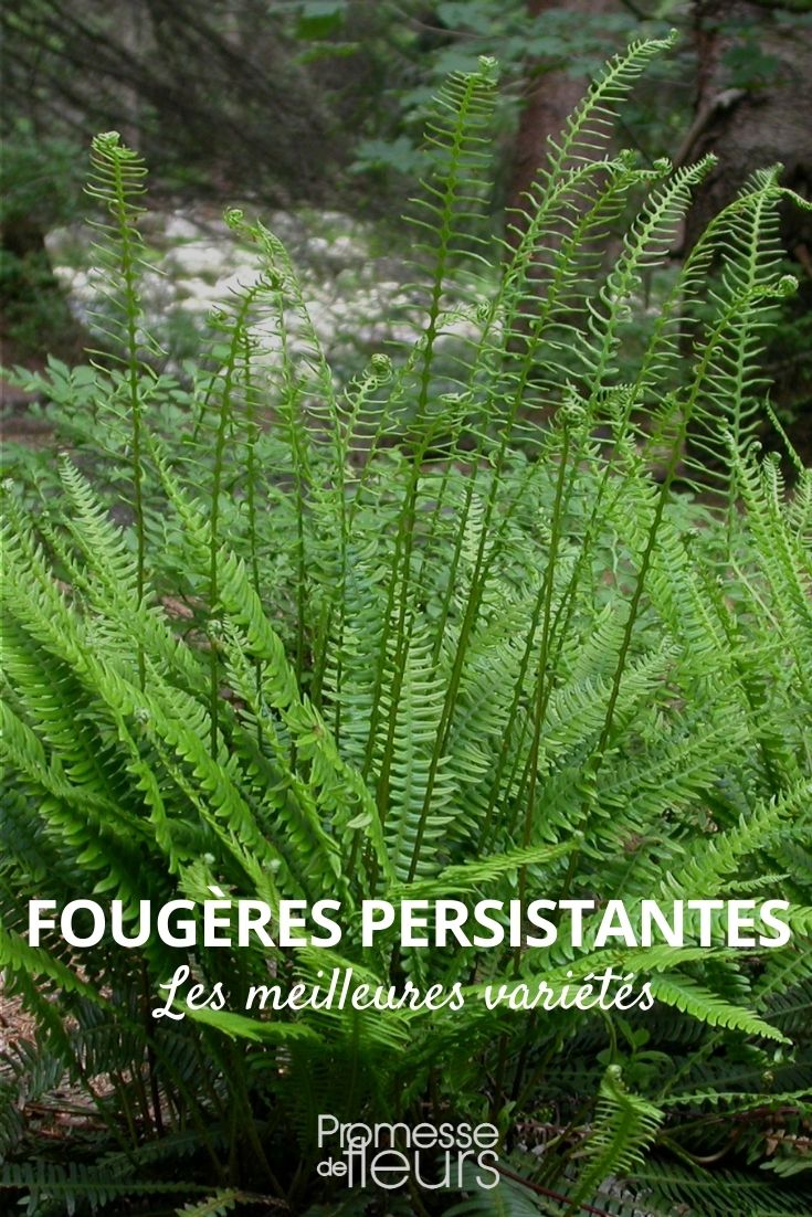 fougères persistantes