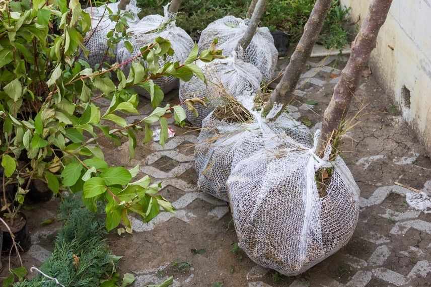 arbres fruitiers en motte