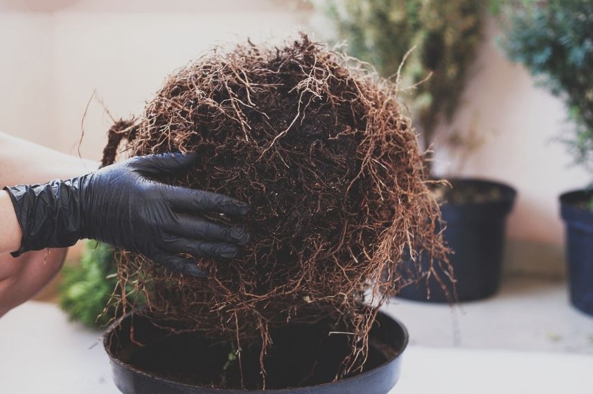 arbre fruitier en conteneur