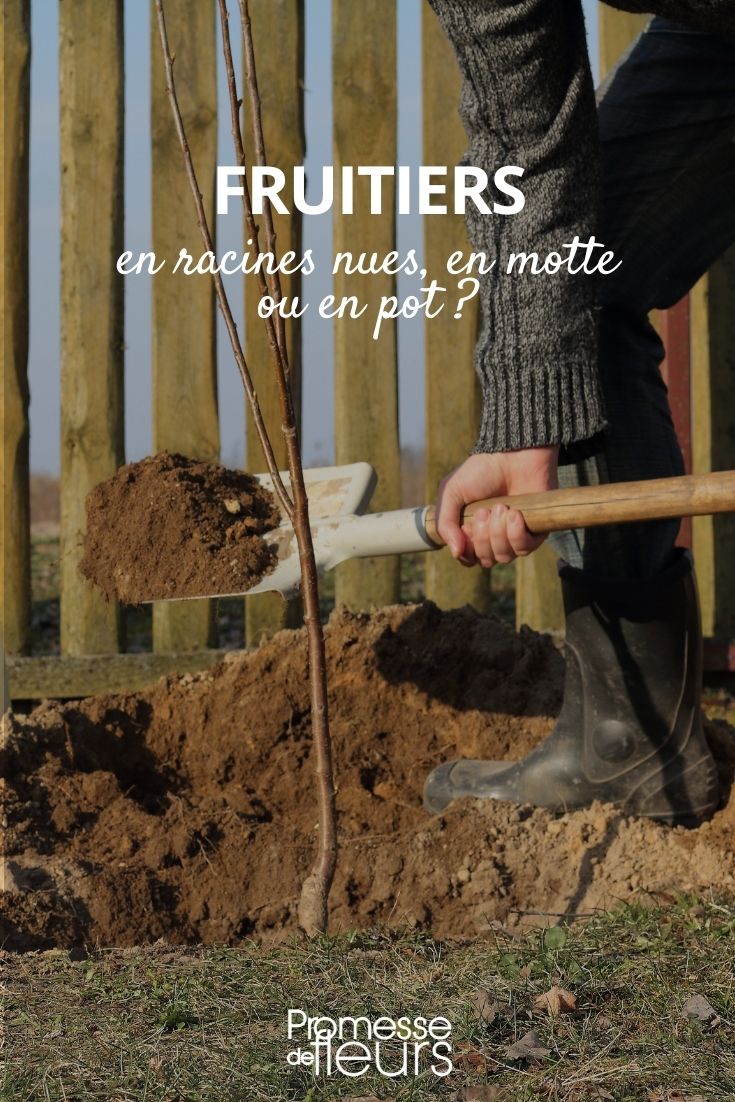 fruitiers en racines nues, en motte ou en pot