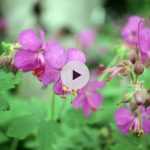 Le Geranium macrorrhizum : une vivace tout-terrain !