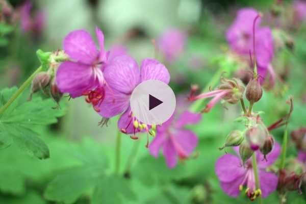 Le Geranium macrorrhizum : une vivace tout-terrain !