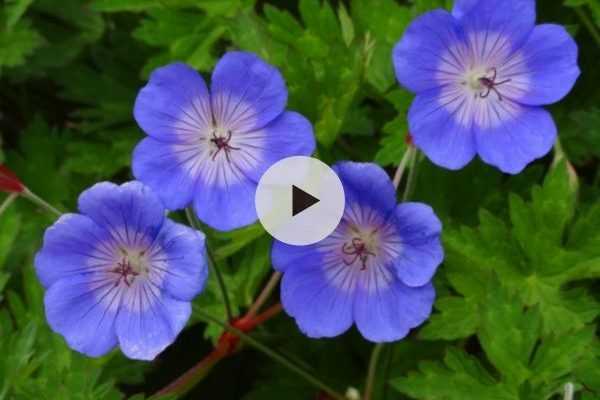 Le Geranium 'Rozanne' : La grande vedette des jardins