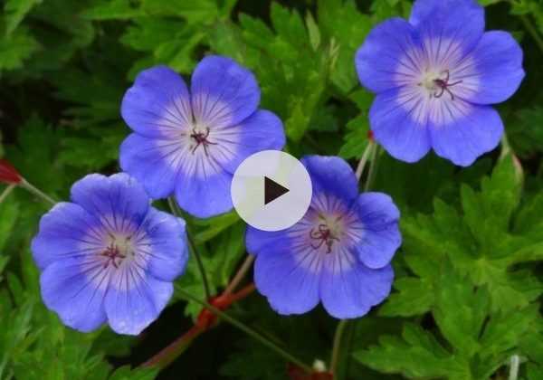 Fleur Rozanne Géranium vivace Rozanne - Des tapis de fleurs bleues à cœur blanc, tout ...