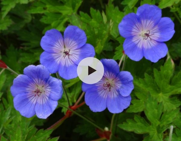 Le Geranium 'Rozanne' : La grande vedette des jardins