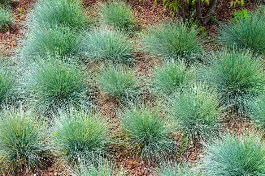 graminée basse pour jardin