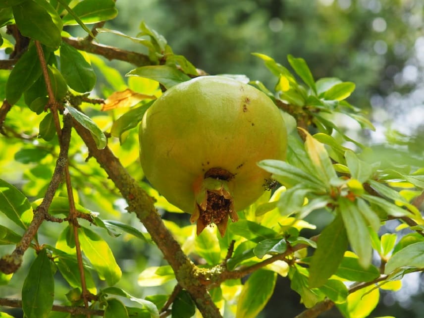 punica granatum - grenadier 