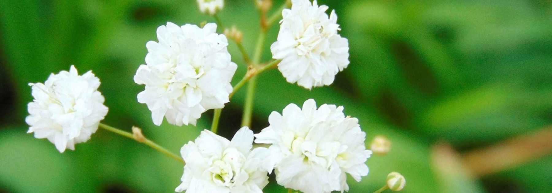 Associer la gypsophile : 7 idées pour vous inspirer