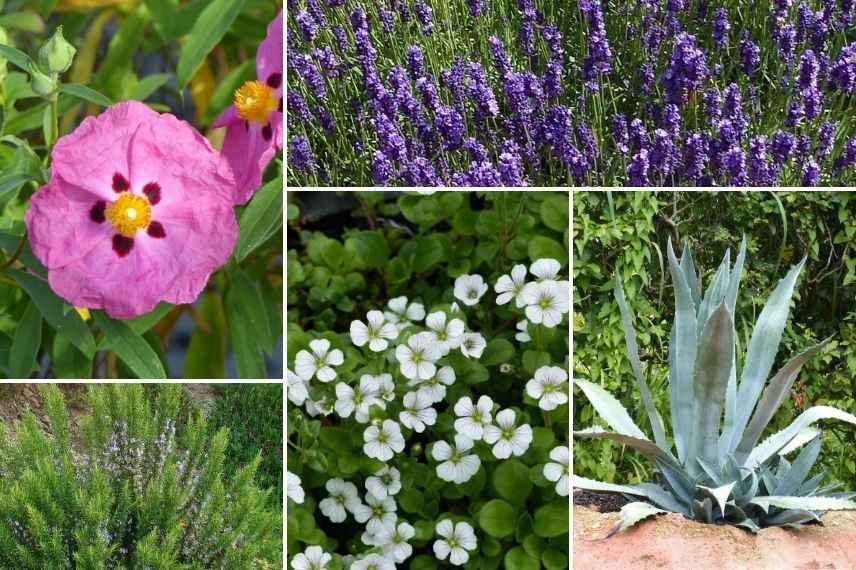 comment associer le gypsophile avec des plantes méditerranéennes, association gypsophila 