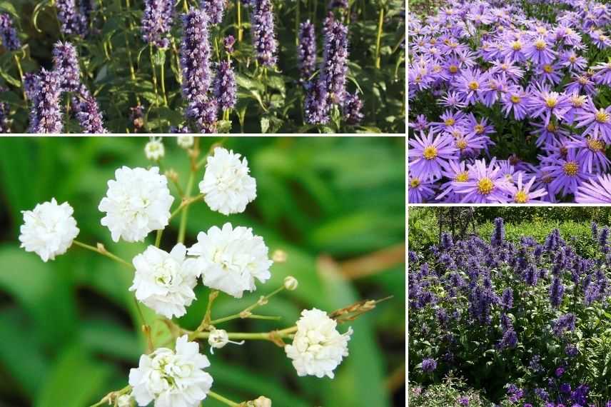 comment associer le gypsophile dans massif fleuri, association gypsophila