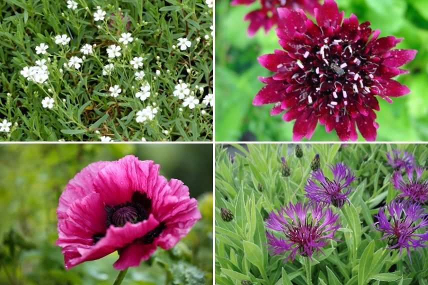 comment associer le gypsophile en prairie fleurie, association gypsophila