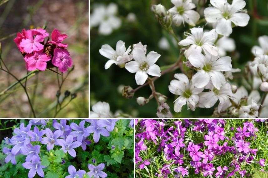 comment associer le gypsophile, gypsophila jardin de rocaille