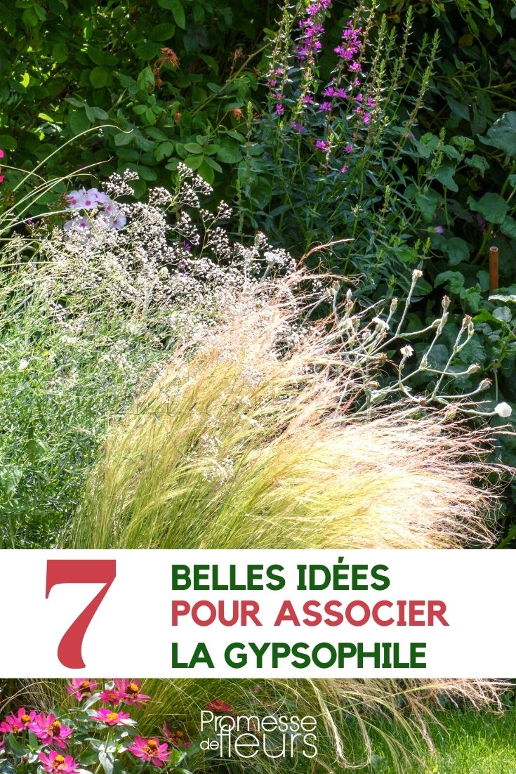 Associer la gypsophile : 7 idées pour vous inspirer - Promesse de Fleurs