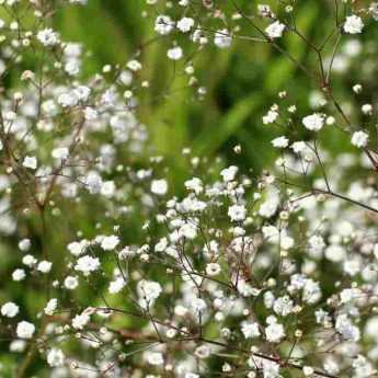 Cultiver la gypsophile en pot