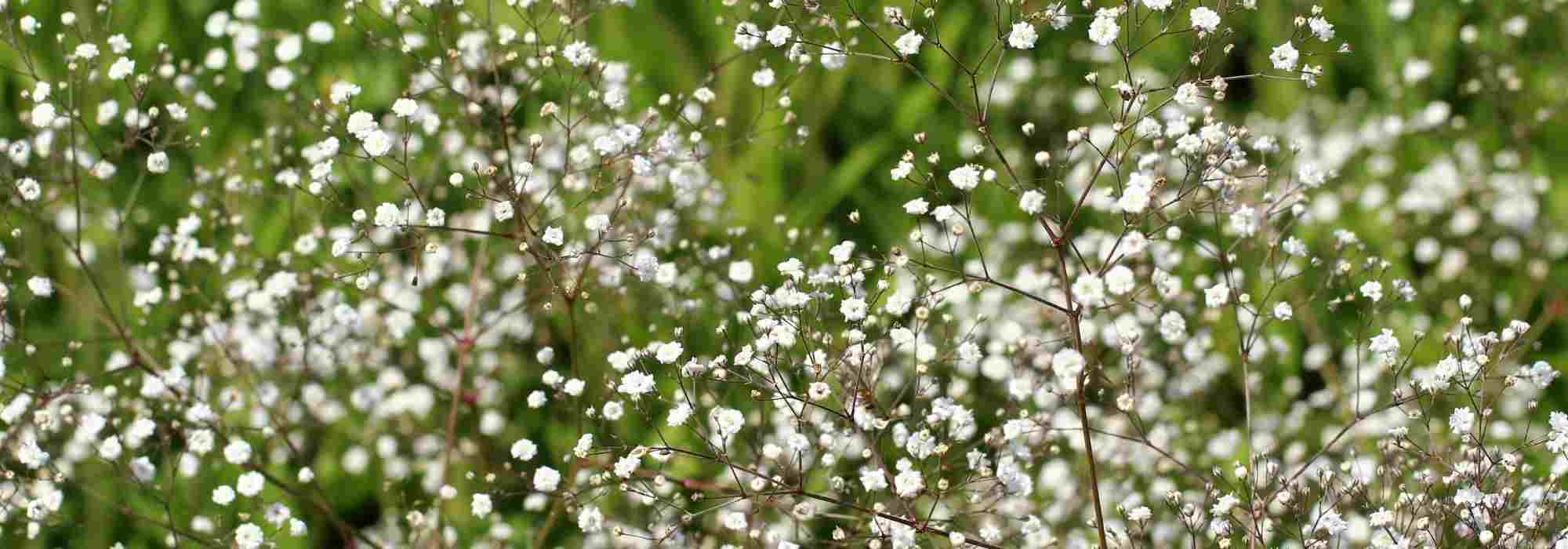 Cultiver la gypsophile en pot - Promesse de Fleurs