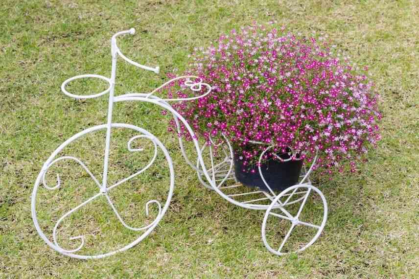 cultiver le gypsophile en pot, gypsophila planter entretenir