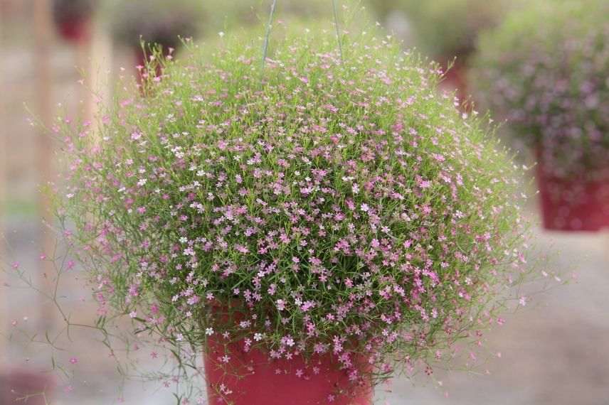 planter le gypsophile en pot, cultiver entretenir le gypsophila