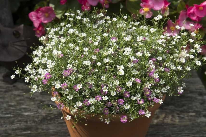 quel contenant pour cultiver le gypsophile en pot, planter entretenir gypsophila