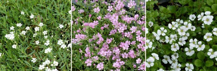 quelle variété de gypsophile pour pot, planter entretenir gypsophile