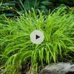 L'Hakonechloa macra 'All Gold'