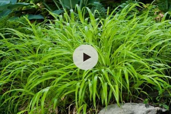 L'Hakonechloa macra 'All Gold'