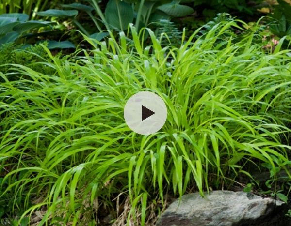 L'Hakonechloa macra 'All Gold'