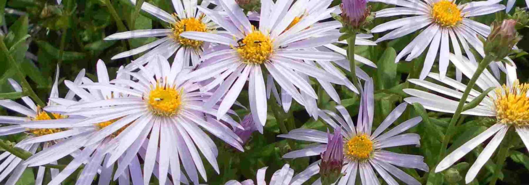 Des asters résistants aux maladies