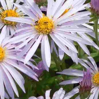 Des asters résistants aux maladies