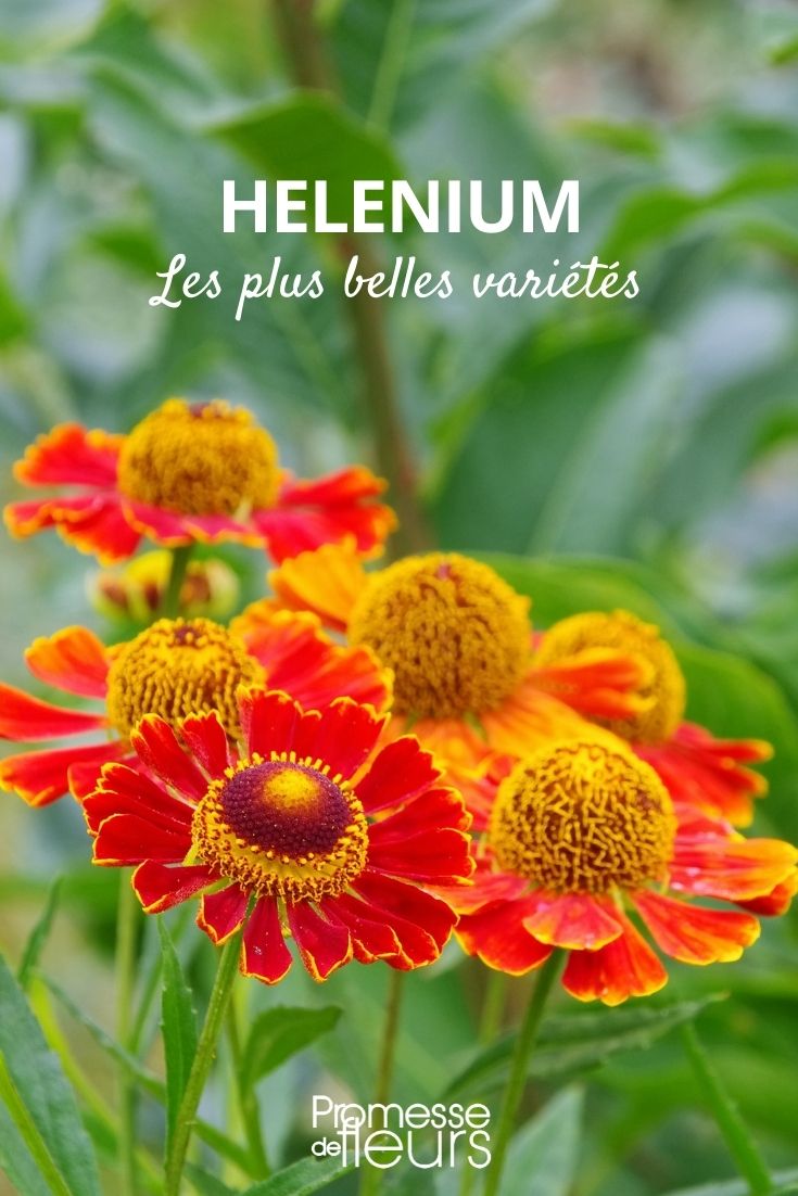 helenium plus belles variétés