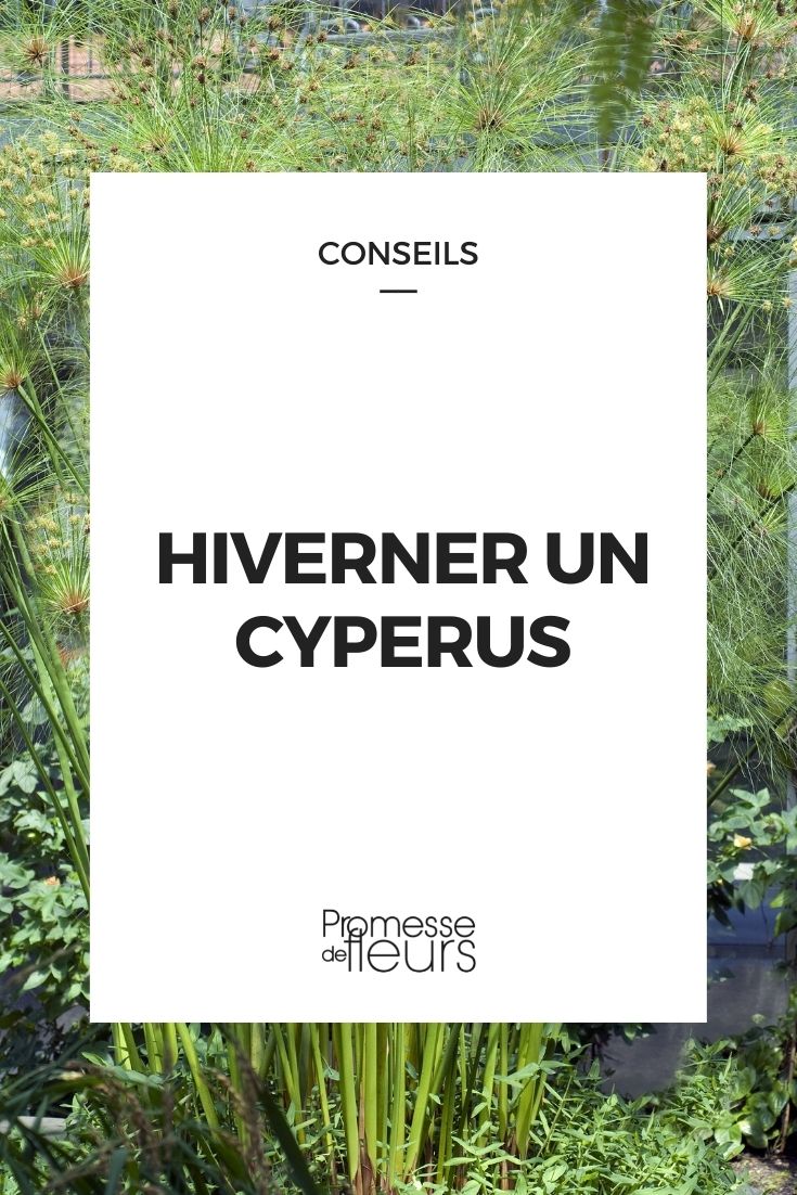 hiverner cyperus