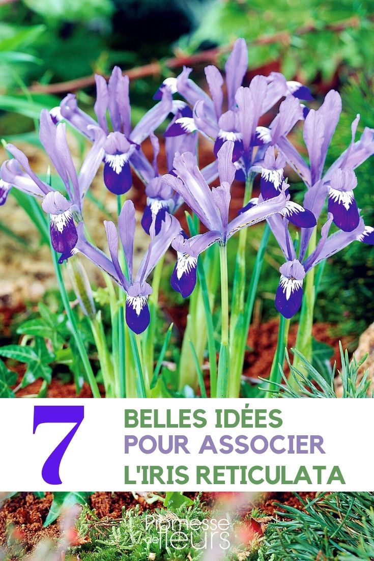 iris reticulata-associer