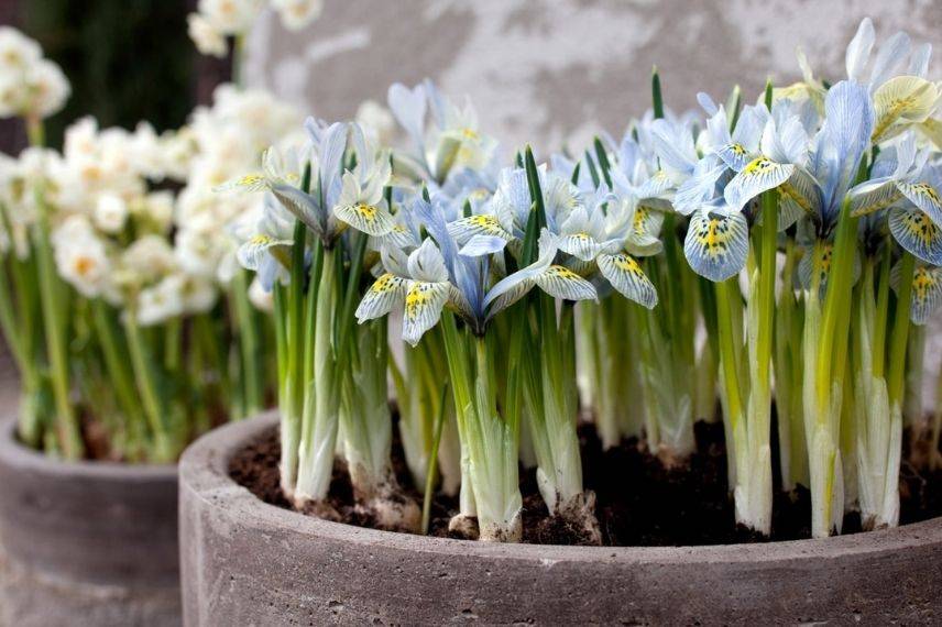 cultiver l'iris réticulata en pot