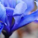 Cultiver des Iris reticulata en pot