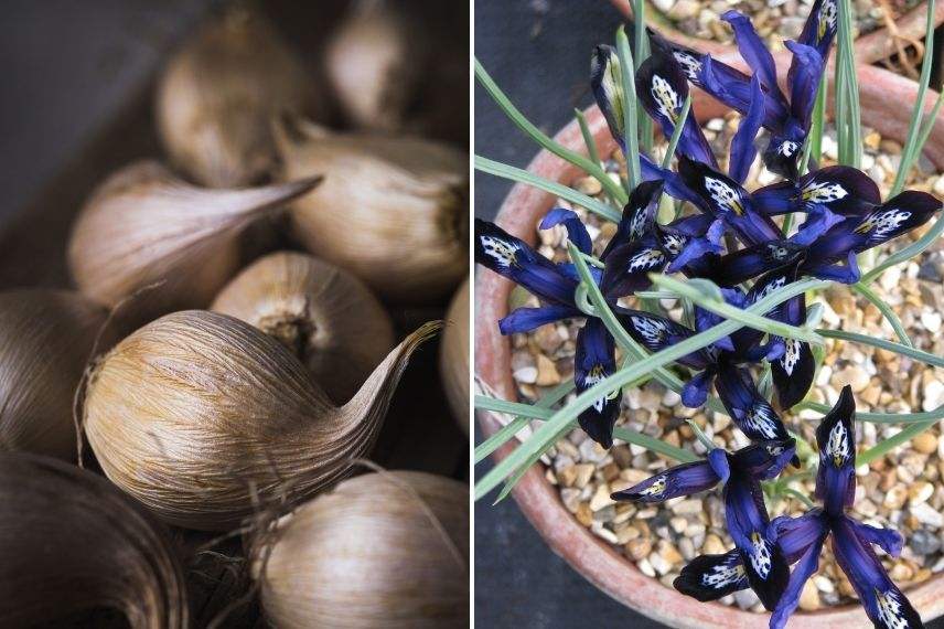 planter iris réticulé en pot