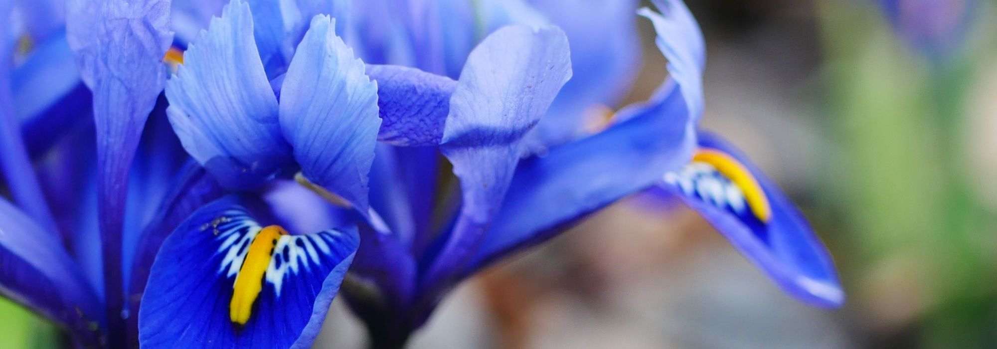 Cultiver des Iris reticulata en pot