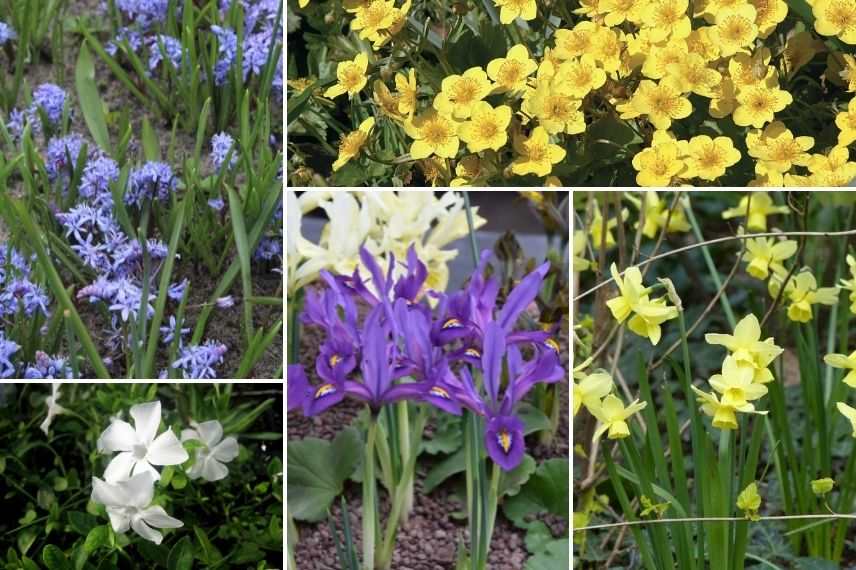 comment associer iris réticulé en bordure