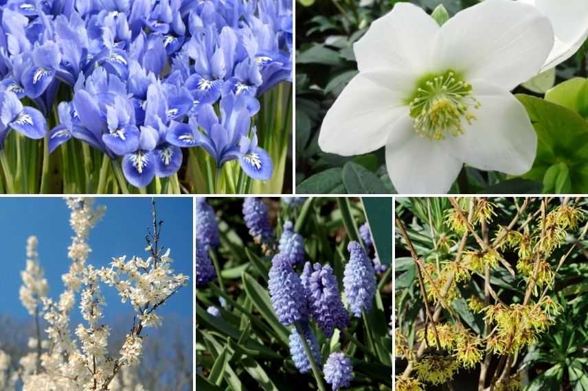 comment associer iris réticulé composition florale bouquet