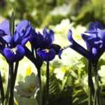 Associer les Iris reticulata