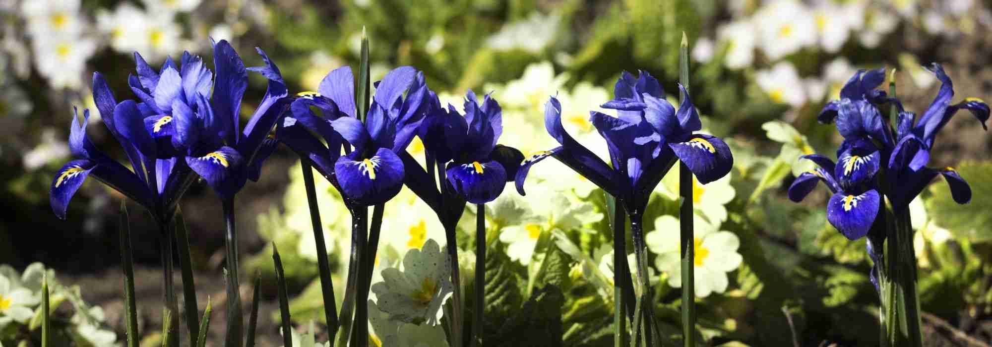 Associer les Iris reticulata