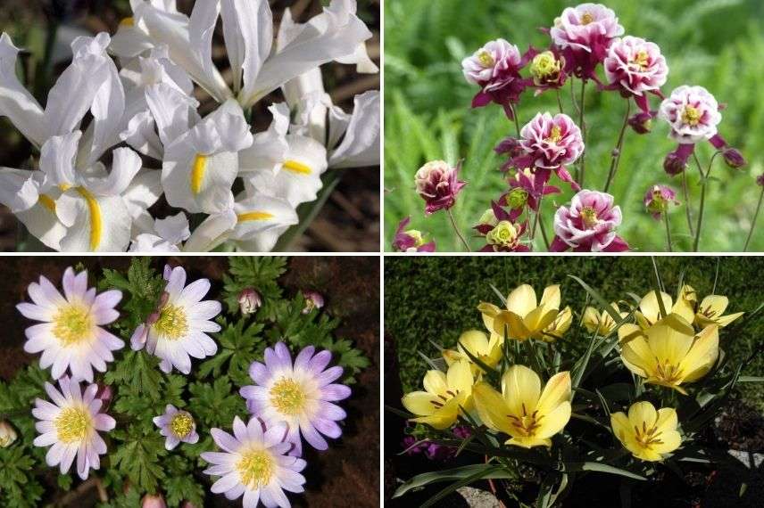 comment associer iris réticulé composition florale massif