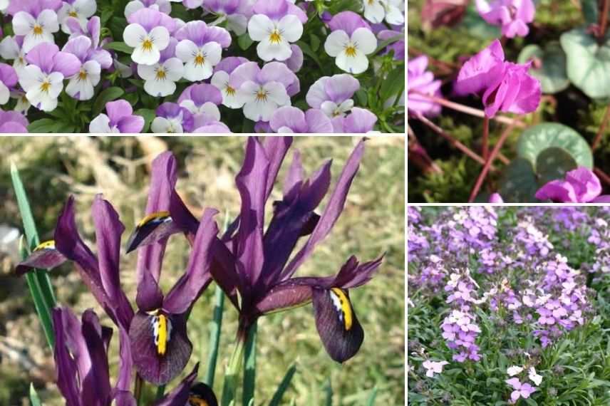 comment associer iris réticulé en pot