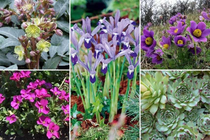 comment associer iris réticulé en jardin de rocaille