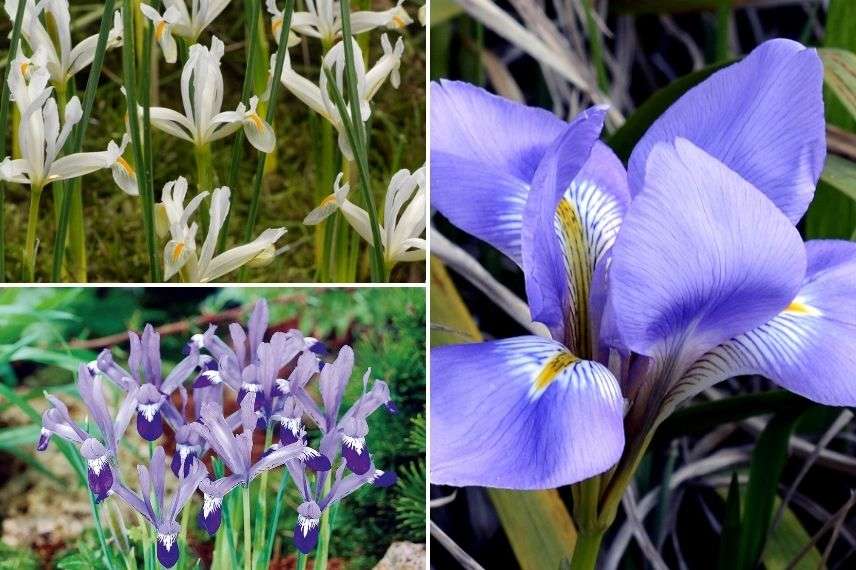 comment associer iris réticulé