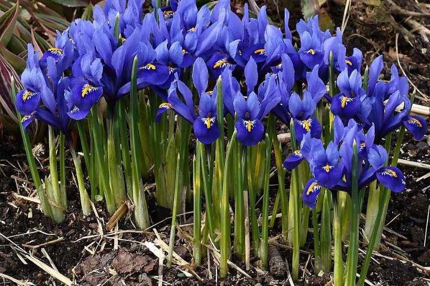 comment planter des iris réticulés au jardin